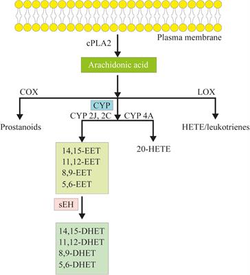 The Role of Epoxyeicosatrienoic Acids in Cardiac Remodeling